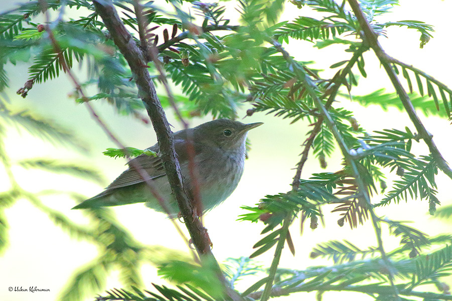 River Warbler