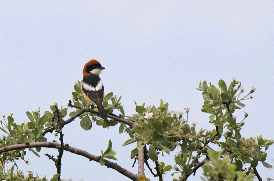 Woodchat Shrike