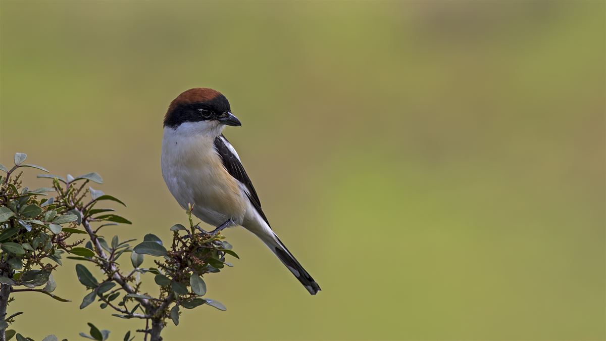 Woodchat Shrike