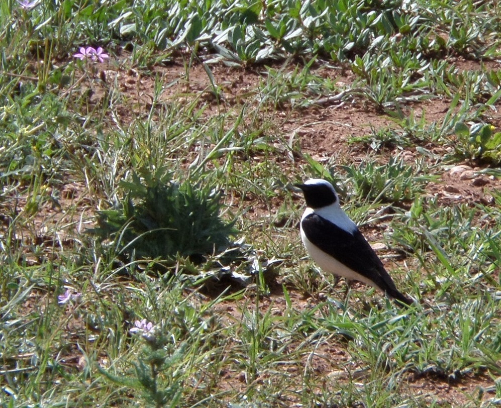 Black-eared Wheatear