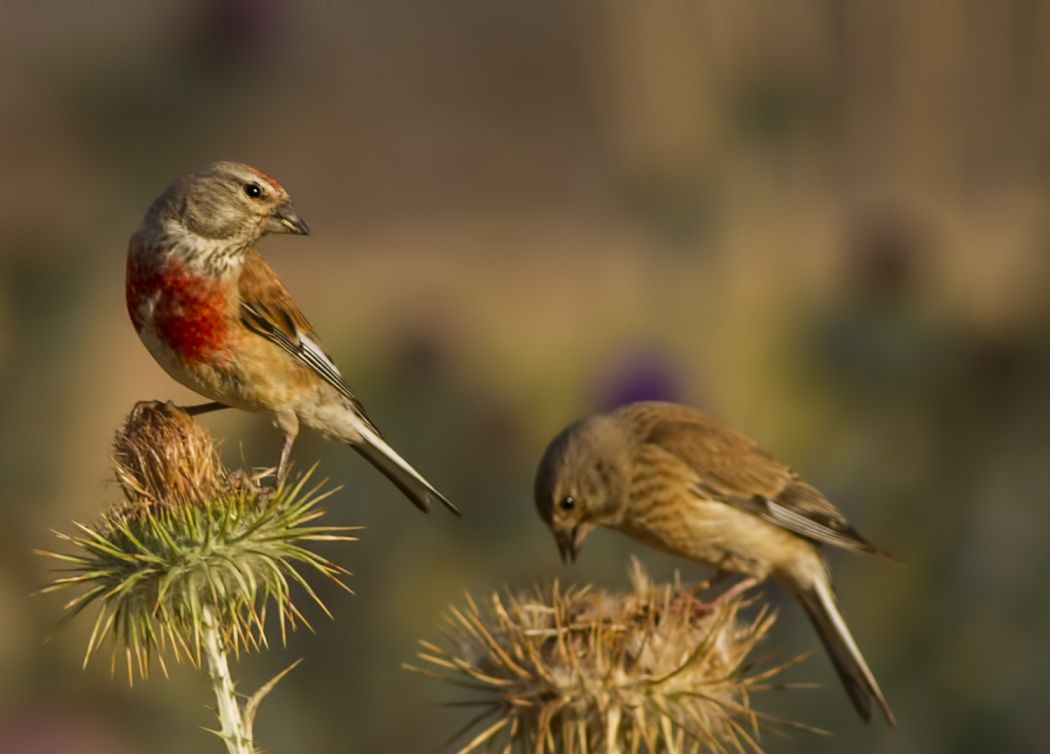 Common Linnet