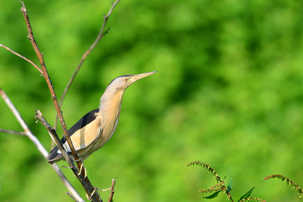 Little Bittern