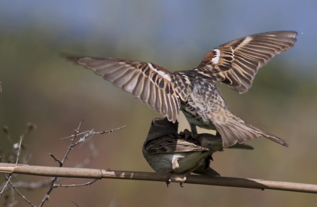 Spanish Sparrow