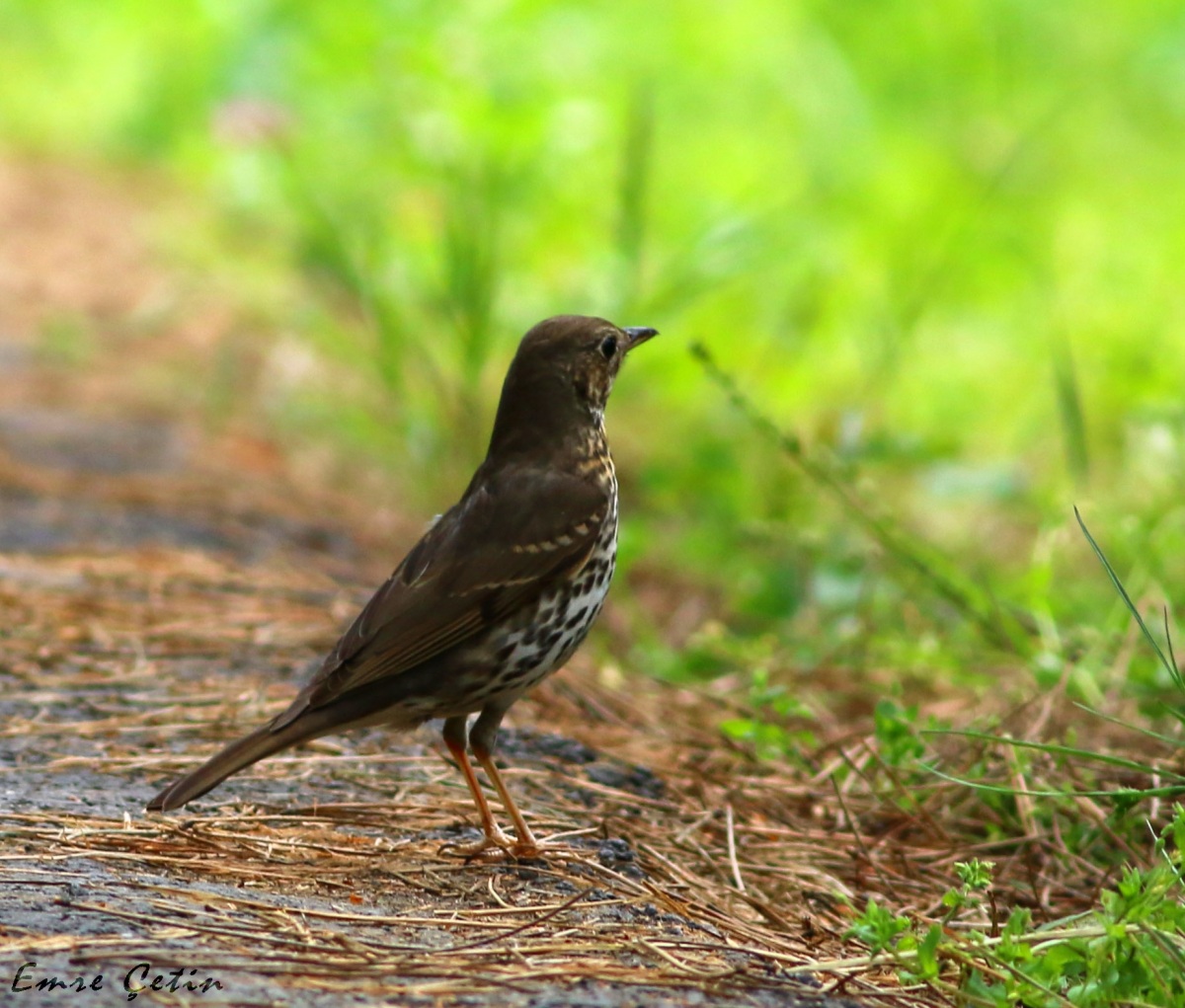 Song Thrush