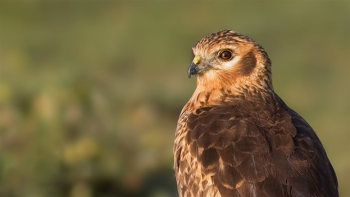 Montagu`s Harrier