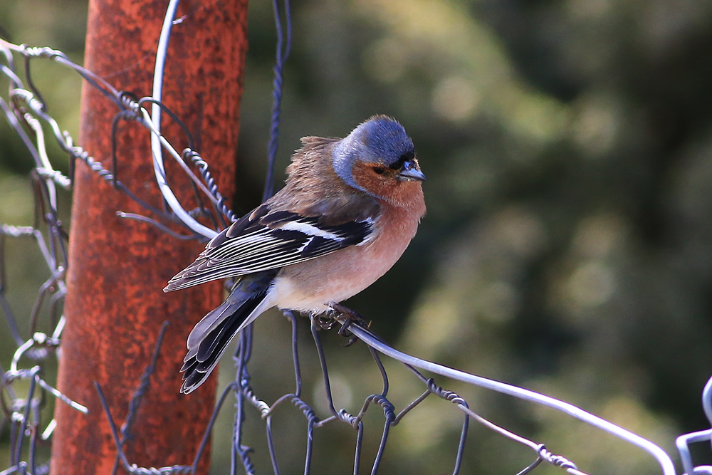 Eurasian Chaffinch
