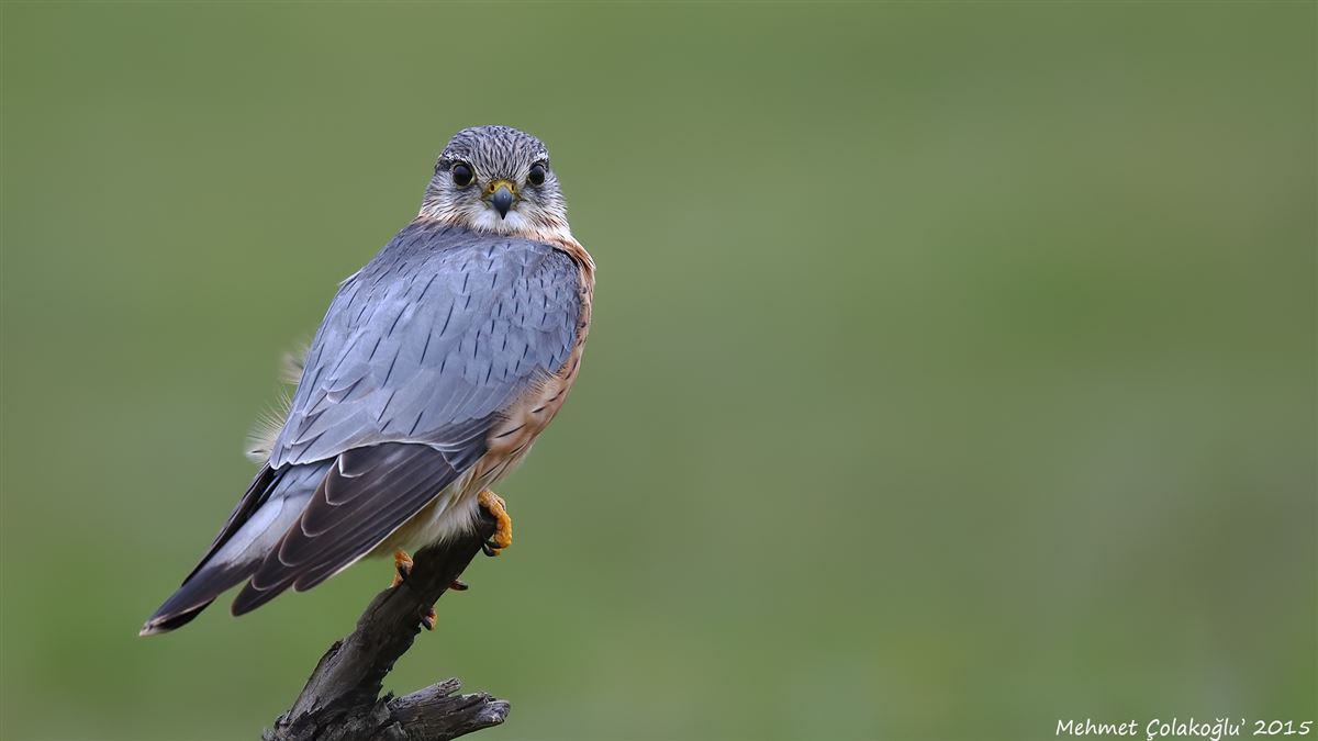 Merlin