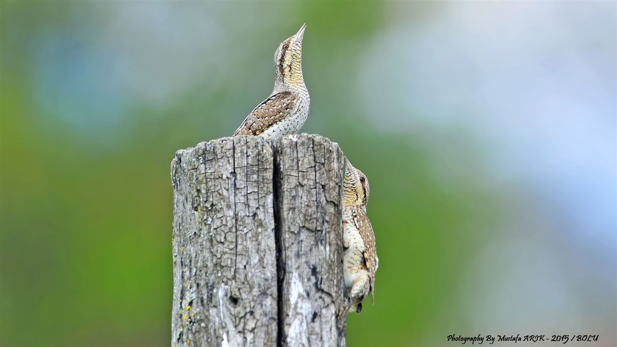 Eurasian Wryneck