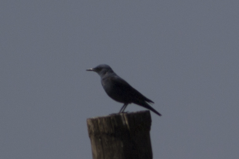 Blue Rock Thrush