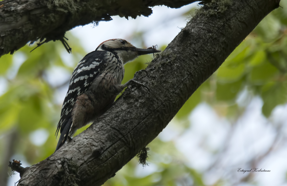 White-backed Woodpecker