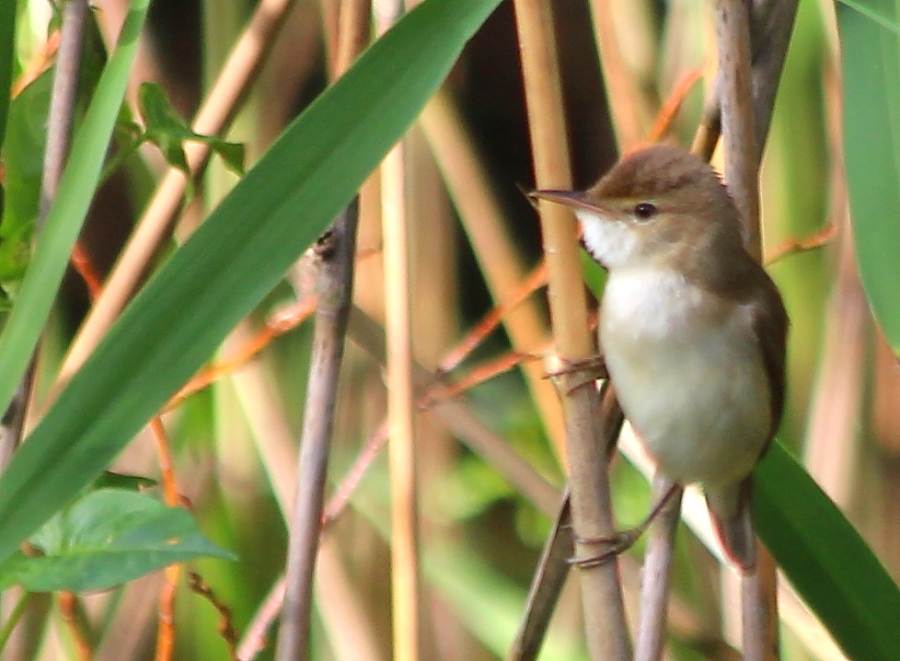 Common Reed Warbler