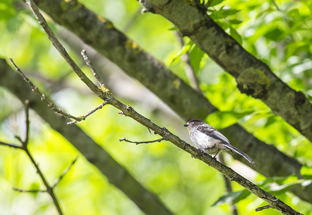 Long-tailed Tit