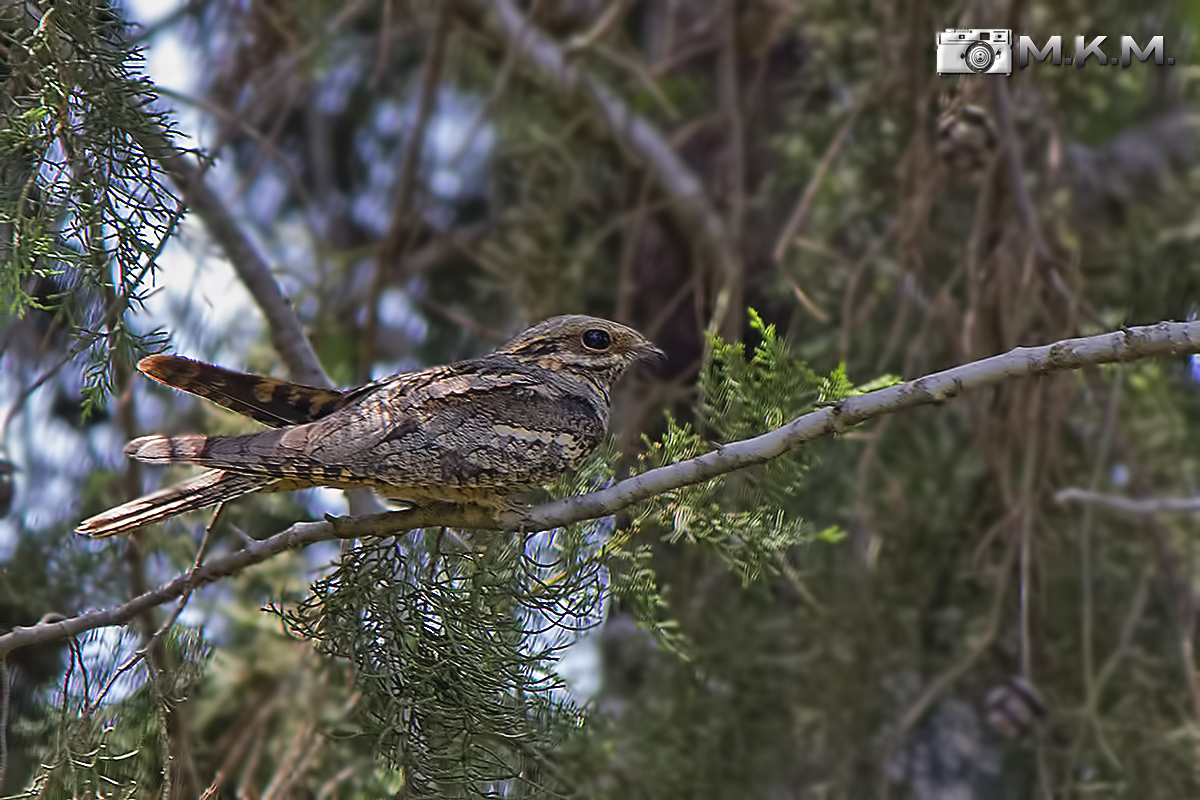 European Nightjar