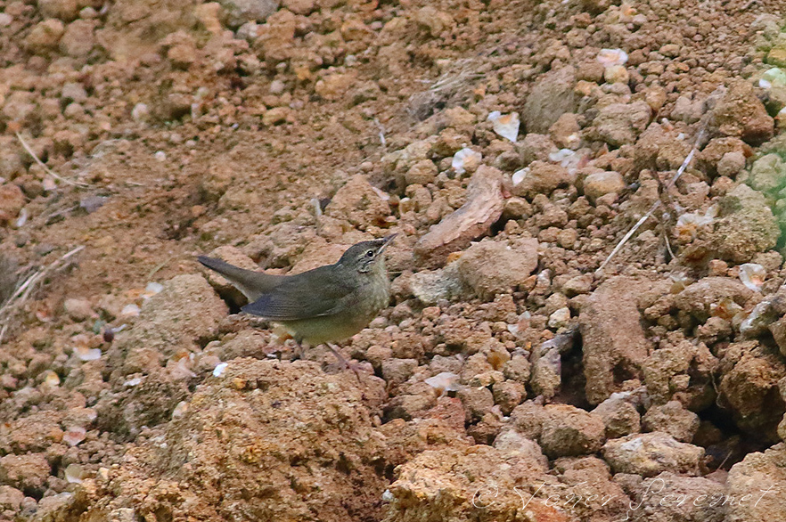 River Warbler