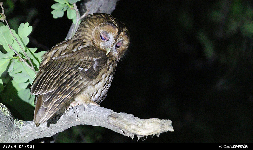 Tawny Owl