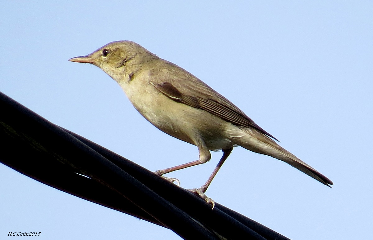 Olive-tree Warbler