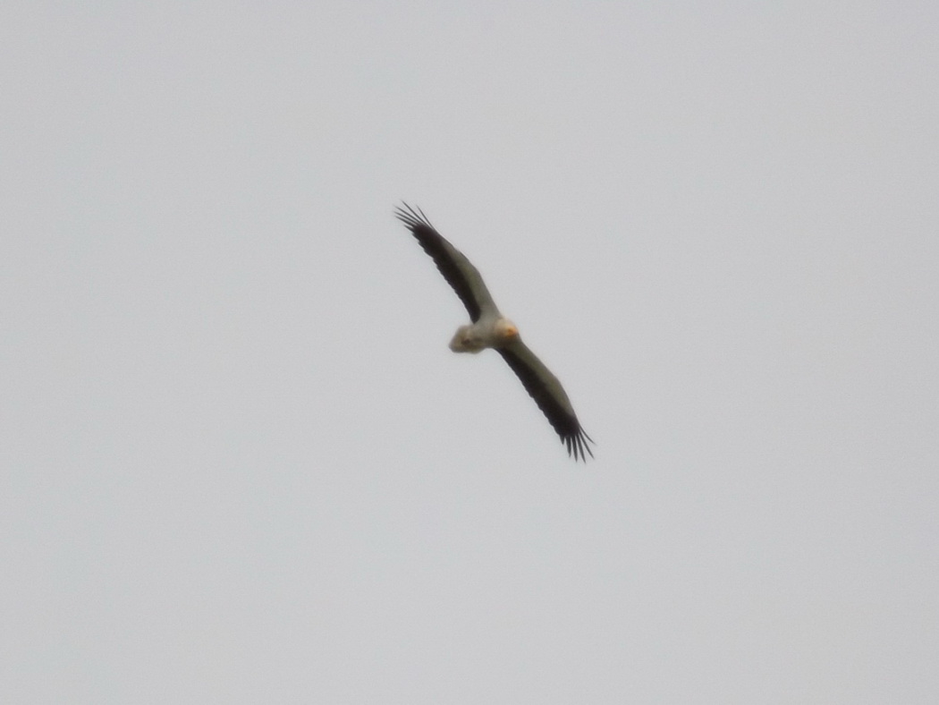 Egyptian Vulture
