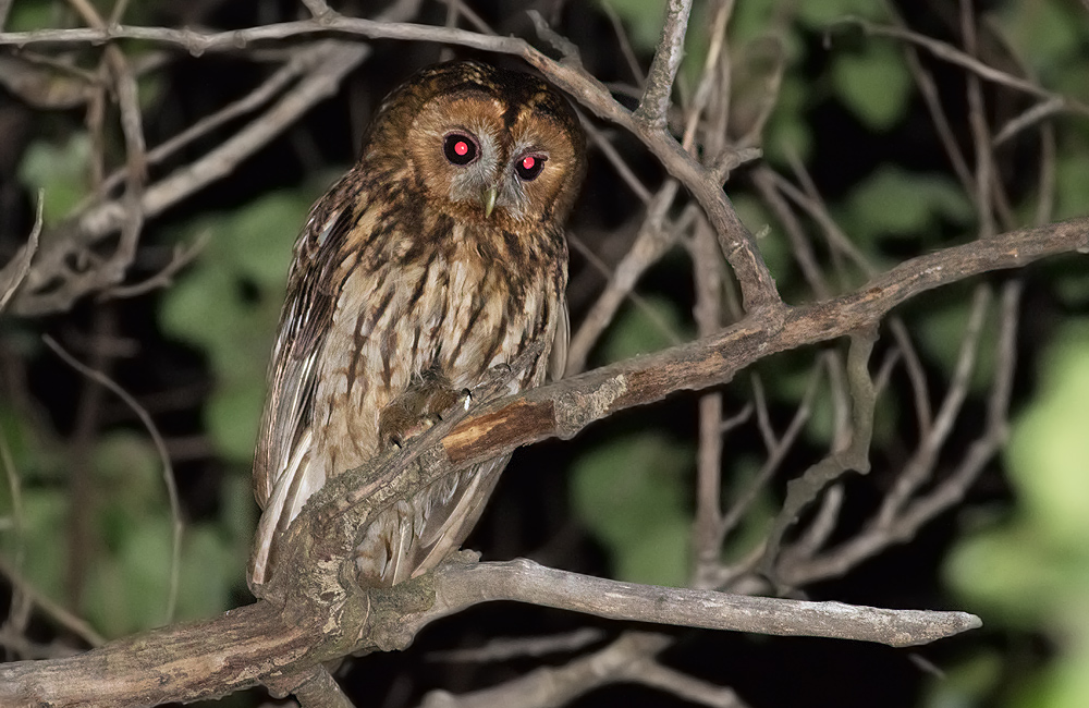 Tawny Owl