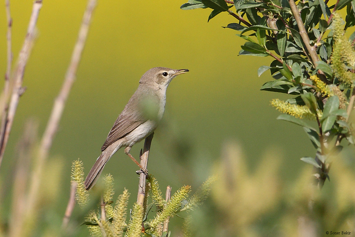 Sykes`s Warbler