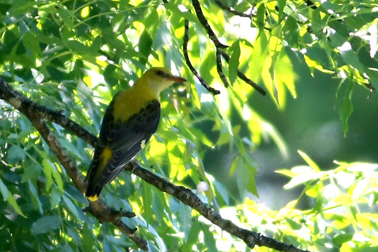 Eurasian Golden Oriole