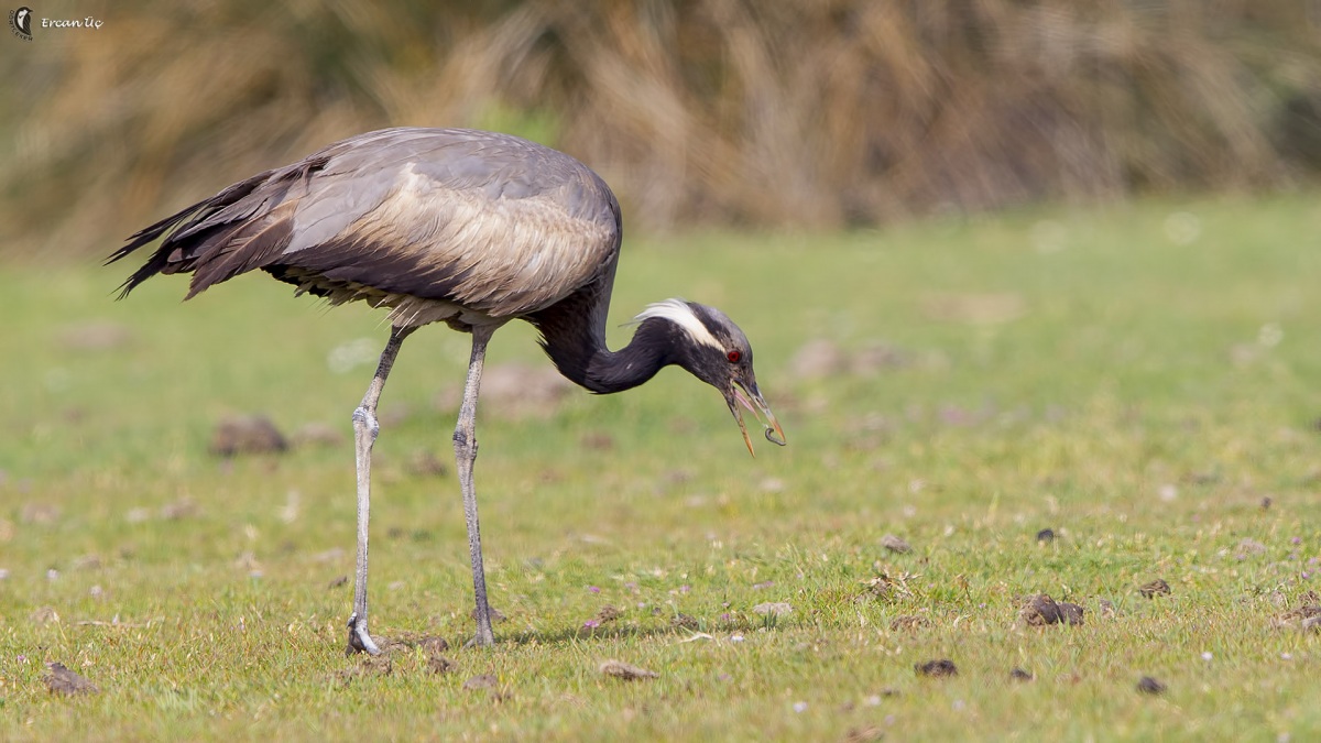 Demoiselle Crane