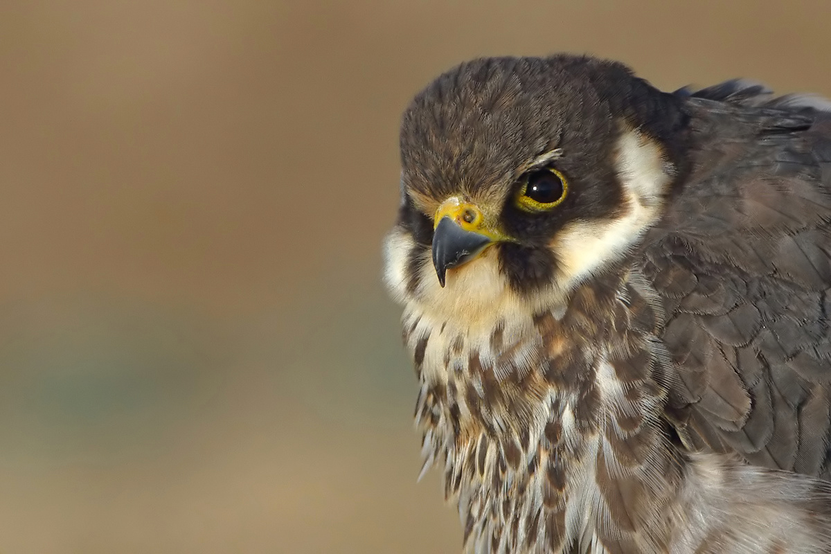 Eurasian Hobby