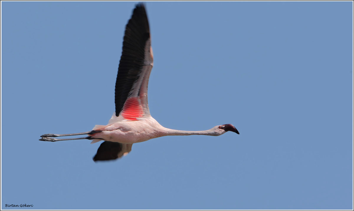 Lesser Flamingo