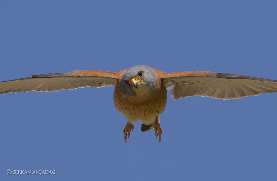 Lesser Kestrel