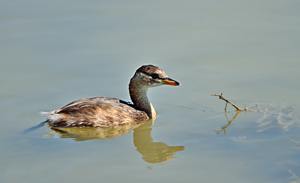 Little Grebe