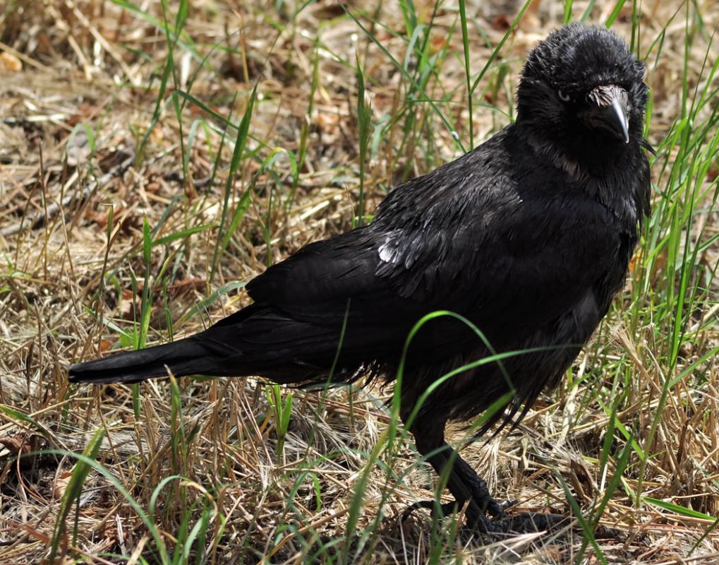 Western Jackdaw
