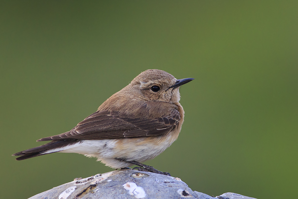 Northern Wheatear