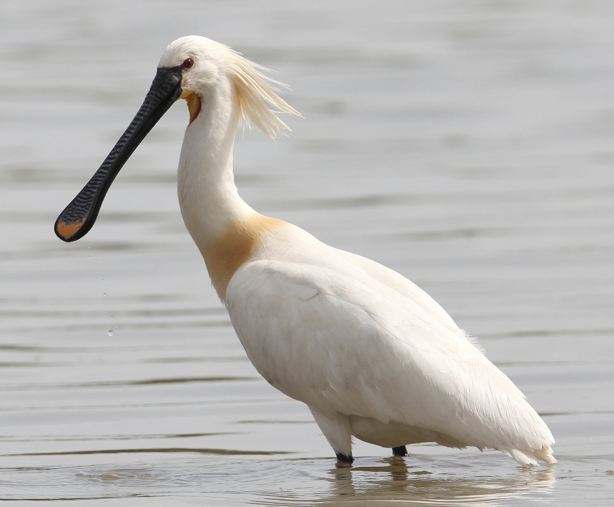 Eurasian Spoonbill