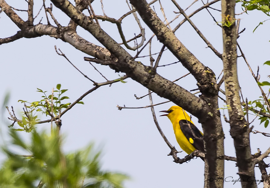 Eurasian Golden Oriole