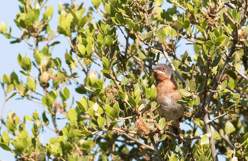 Subalpine Warbler