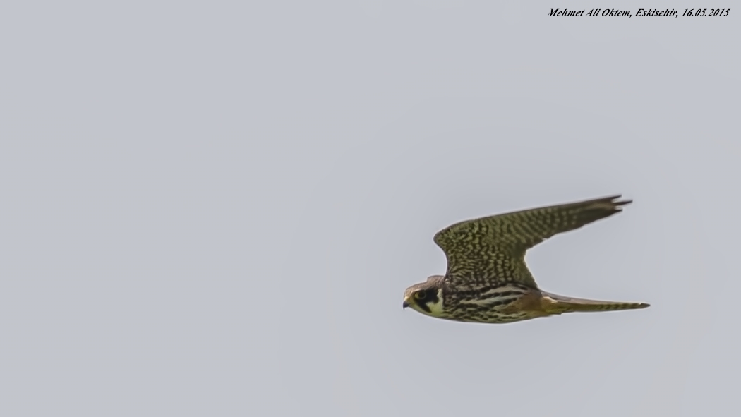 Eurasian Hobby