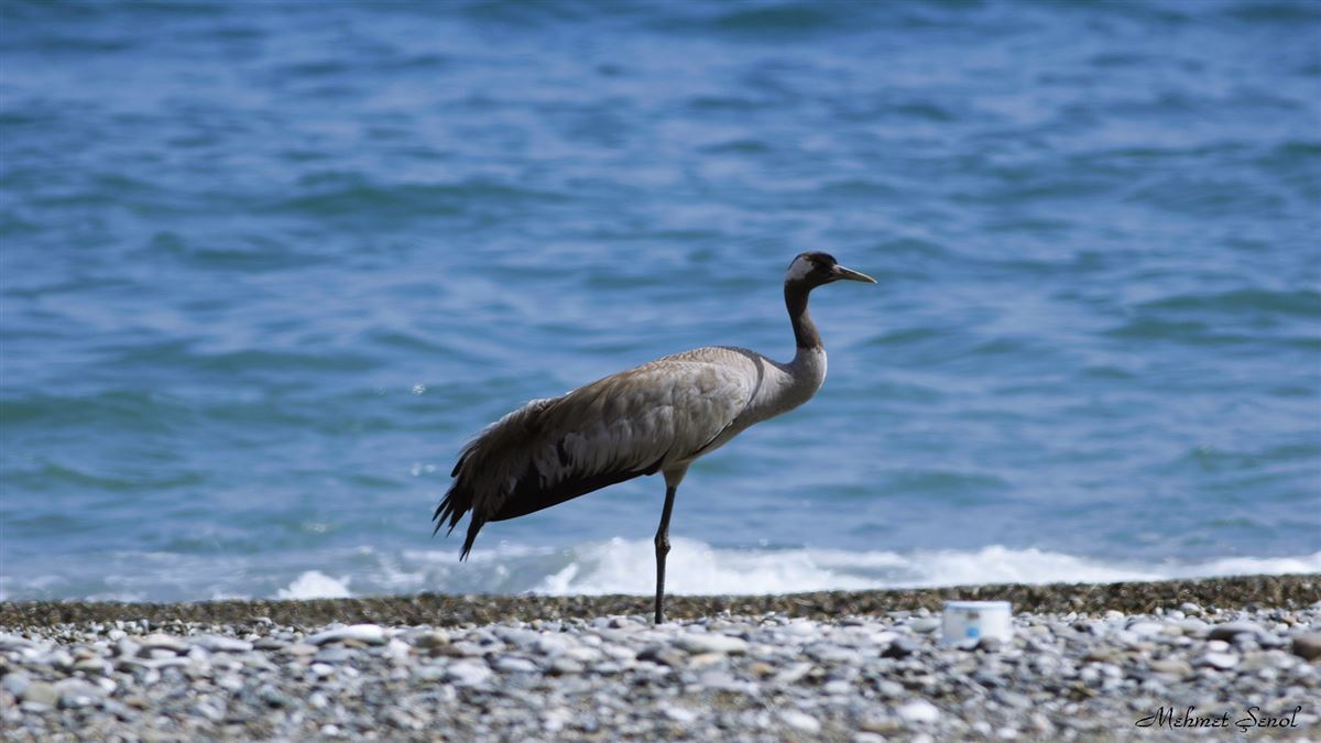 Common Crane