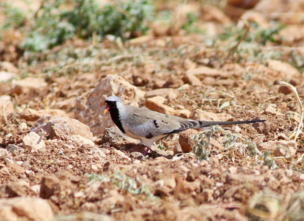 Namaqua Dove