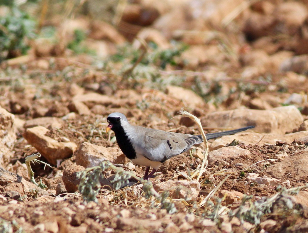 Namaqua Dove