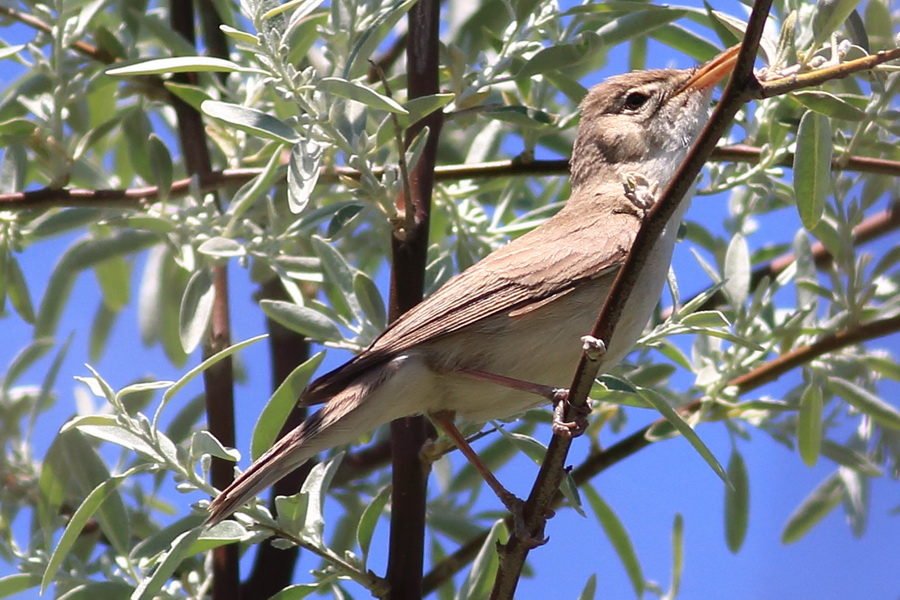 Eastern Olivaceous Warbler