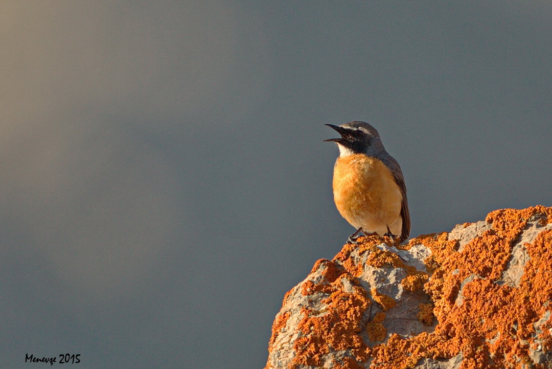 White-throated Robin