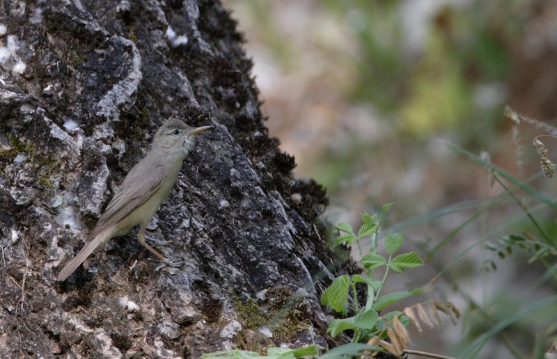 Olive-tree Warbler