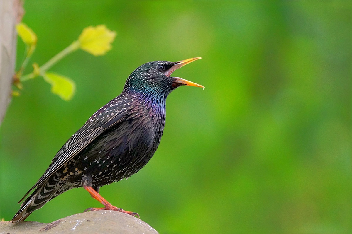 Common Starling