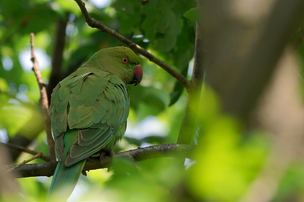 Rose-ringed Parakeet