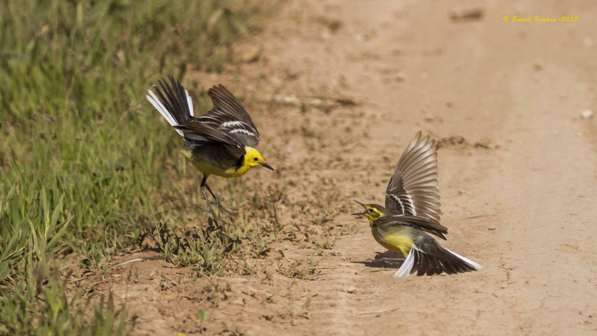Citrine Wagtail