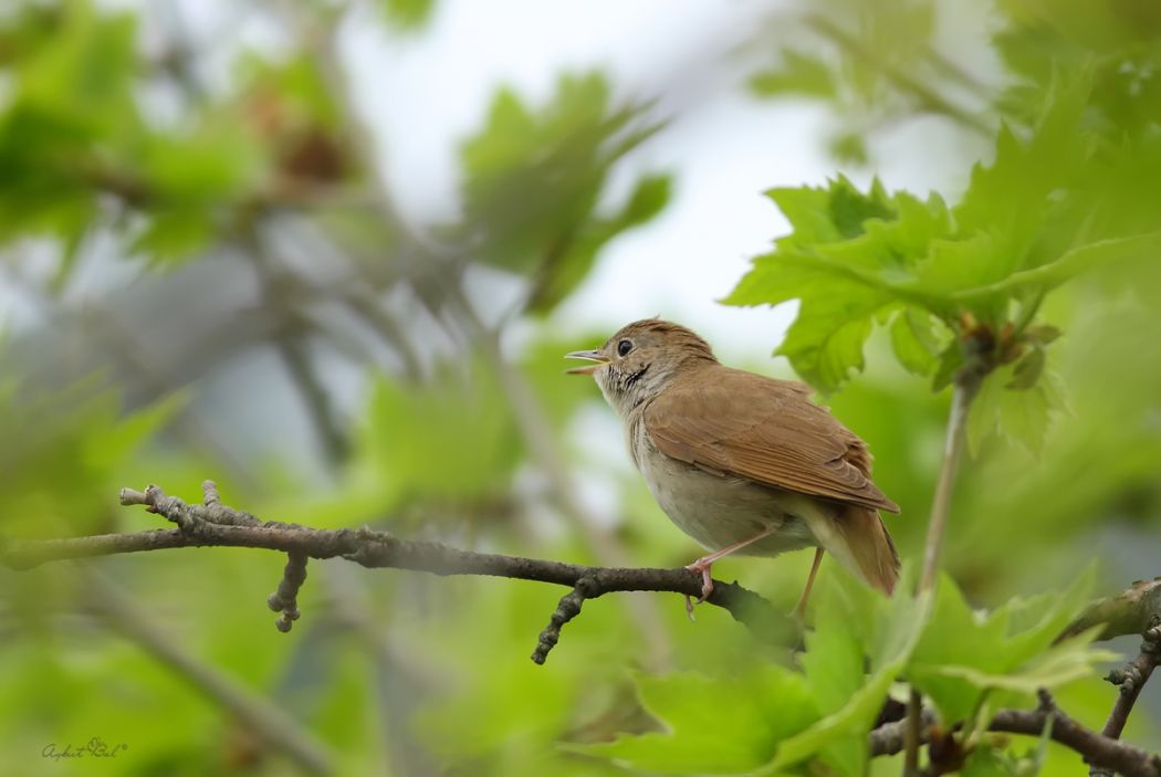 Common Nightingale