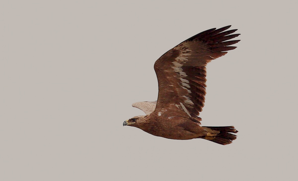 Steppe Eagle