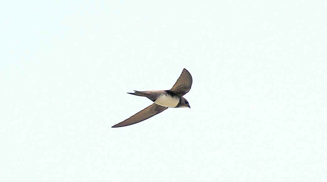 Alpine Swift