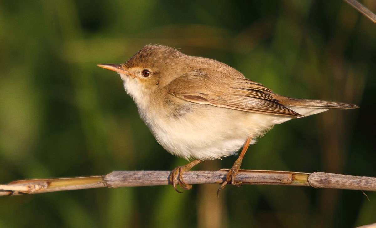 Common Reed Warbler