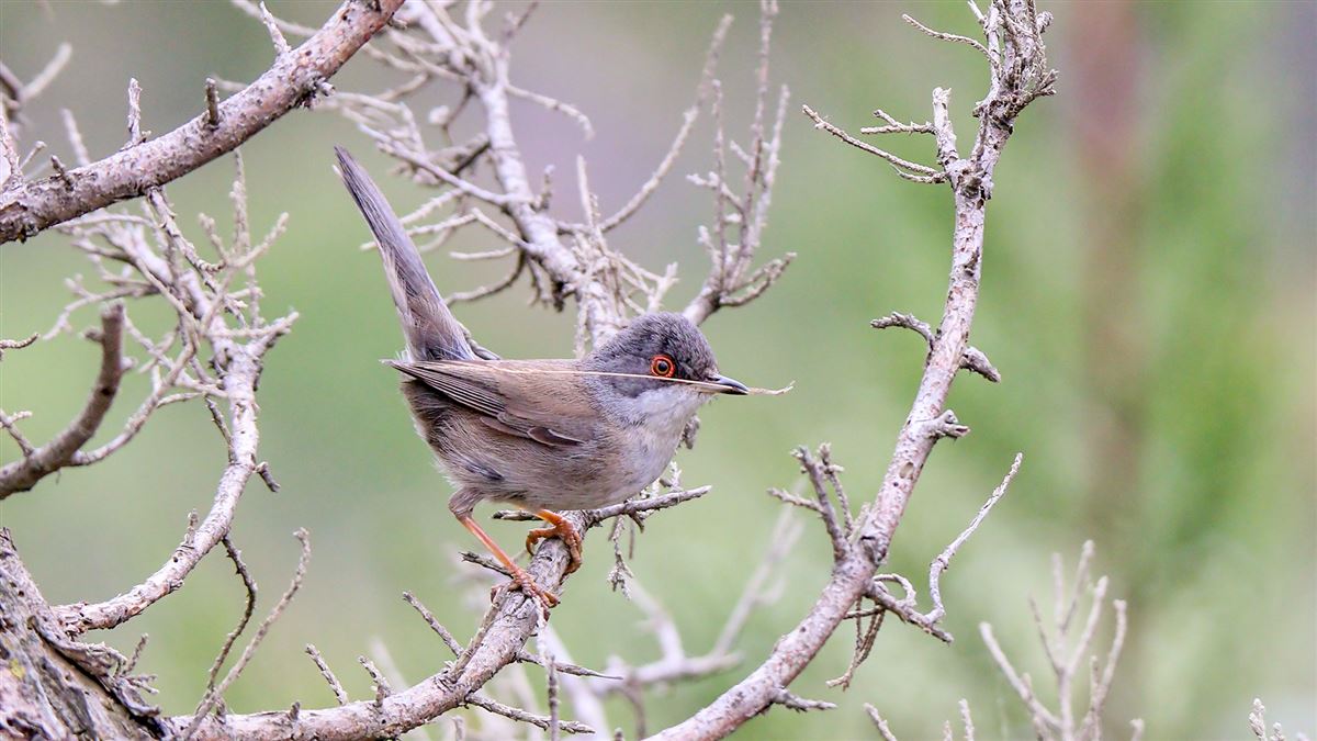 Sardinian Warbler