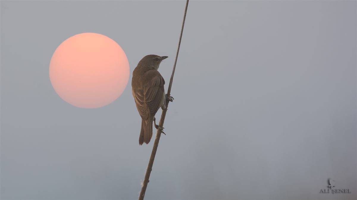 Great Reed Warbler